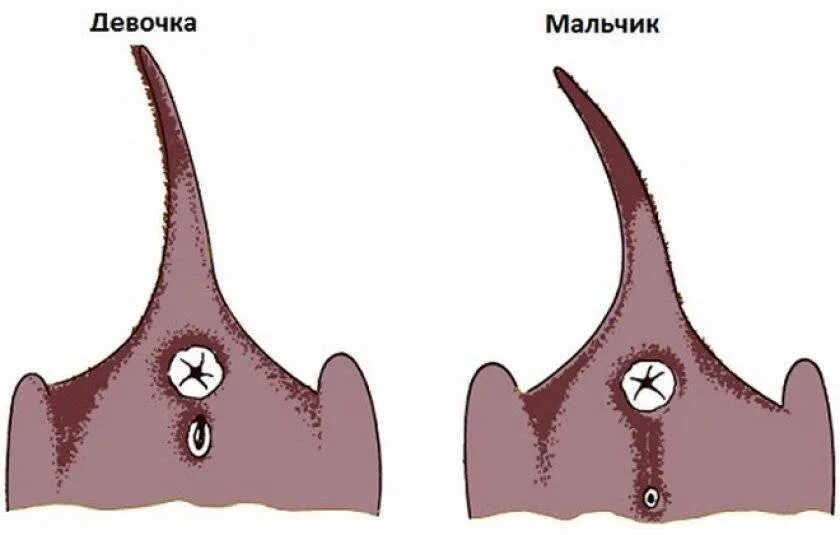 Как определить кота от кошки. Как определить кот или кошка. как отличить котенка мальчика от девочки. как отличить кота от кошки. как отличить котенка мальчик или девочка.