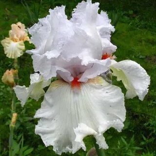 Silver iris