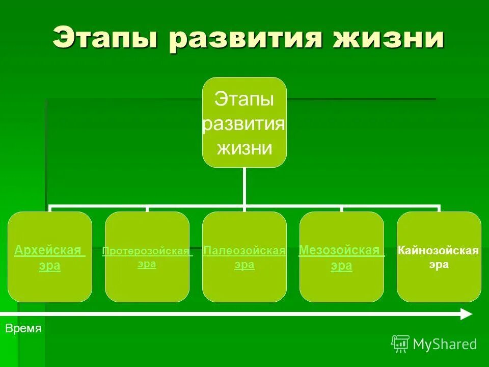 Начальные этапы развития жизни 9