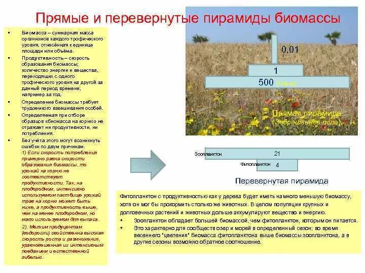 Большая биомасса первичной продукции. Пирамида биомассы. Перевернутая пирамида биомассы. Биомасса первичной продукции. Типы биомассы.