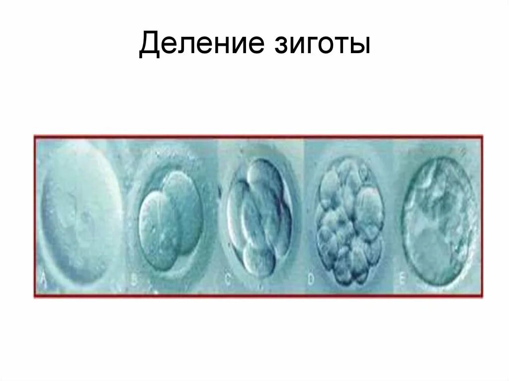 Деление клетки онтогенез. Первое деление зиготы. Деление клетки зигота. Деление зиготы завершается. Зигота начальный этап развития.