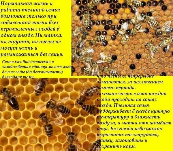 Трутни в пчелиной семье. Матка пчелы. Строение пчелиной семьи. Пчелиная семья для дошкольников.