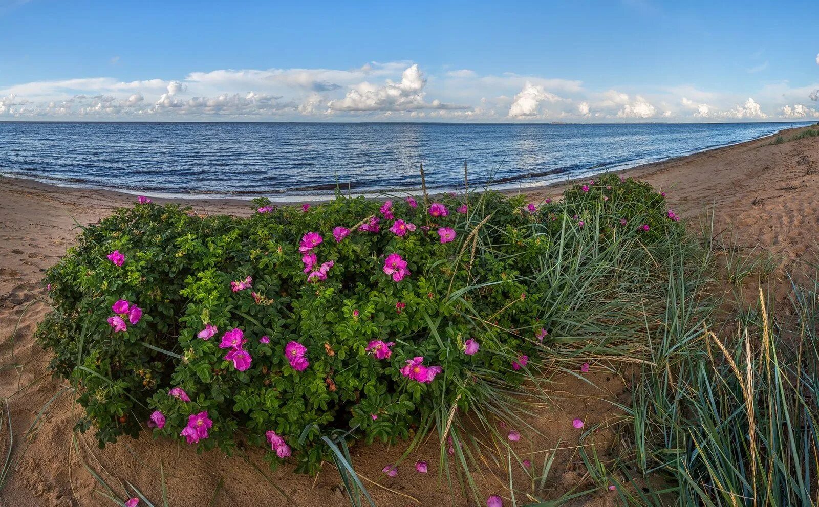 Остров республика. Остров роз римини. Дальневосточный морской заповедник шиповник. Остров роз римини. Фото острова роз.