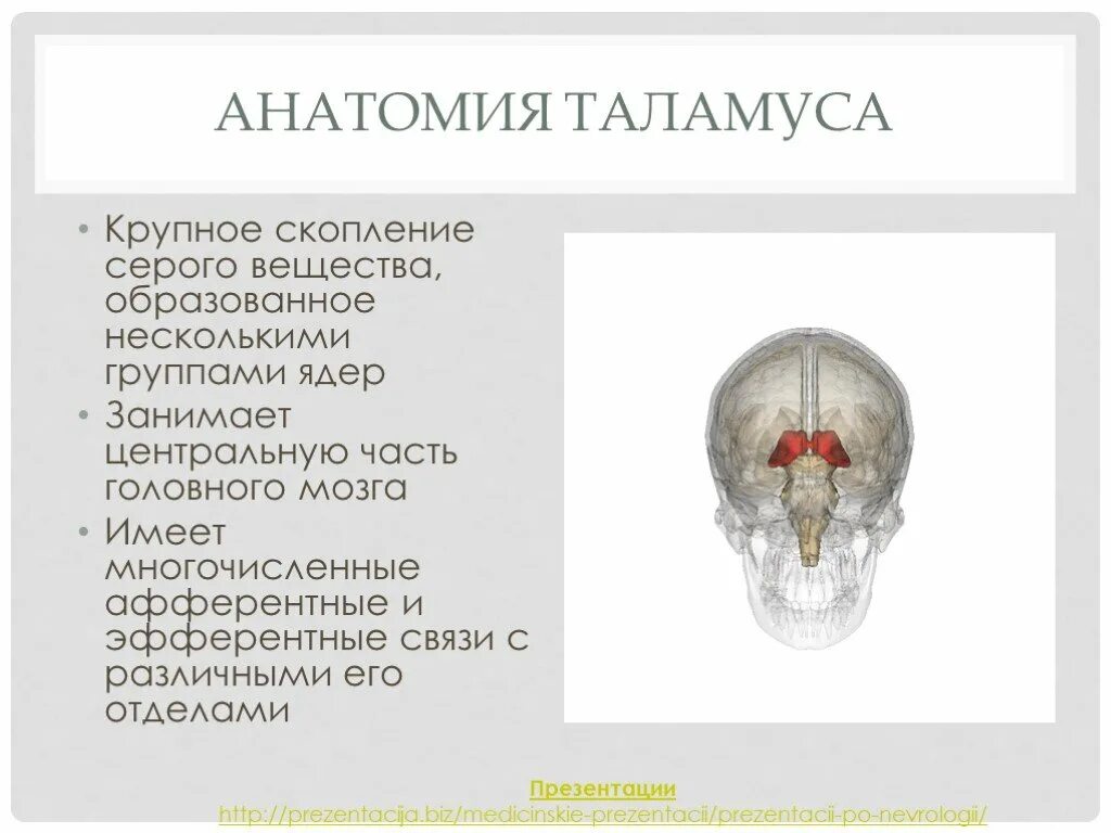 Таламус мозг функции. Анатомические структуры таламуса. ядра таламуса анатомия. передний бугорок таламуса анатомия. таламус строение неврология.
