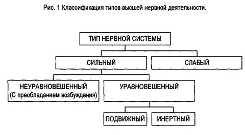 Слабый тип темперамента по павлову