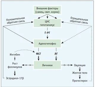 Феномен полового цикла