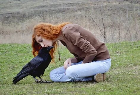 Рыжая ворона