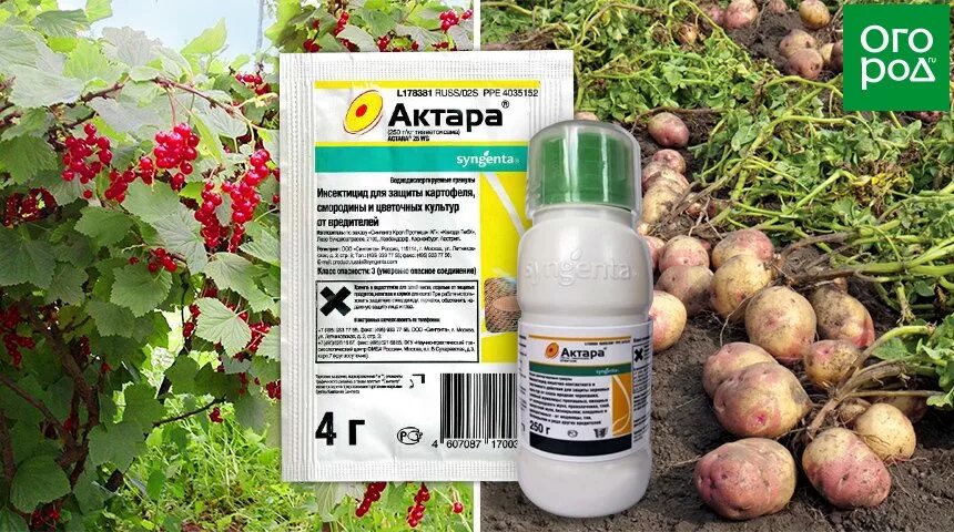 Актара для деревьев и кустарников. Отрава от колорадского жука актара. средство от колорадского жука актара 4гр. актара фунгицид. пестицид актара.