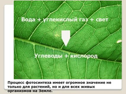 Чем отличается вода и углекислый газ