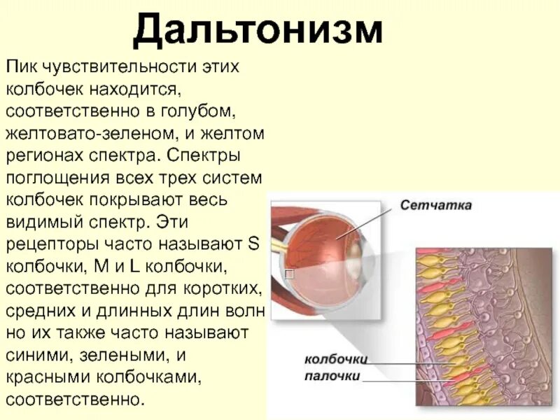 Избирательно чувствительны колбочки сетчатки