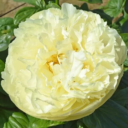 Пион yellow crown