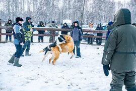 В чем разница: собачьи бои или "проверка рабочих качеств" собак?: petitnicolas - ЖЖ