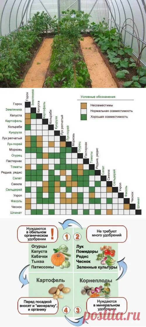 Соседство в теплице. Таблица совместимости овощей в теплице. Соседство овощей на грядках схема. Совместимость овощей на грядке в теплице. Теплица соседство овощей.