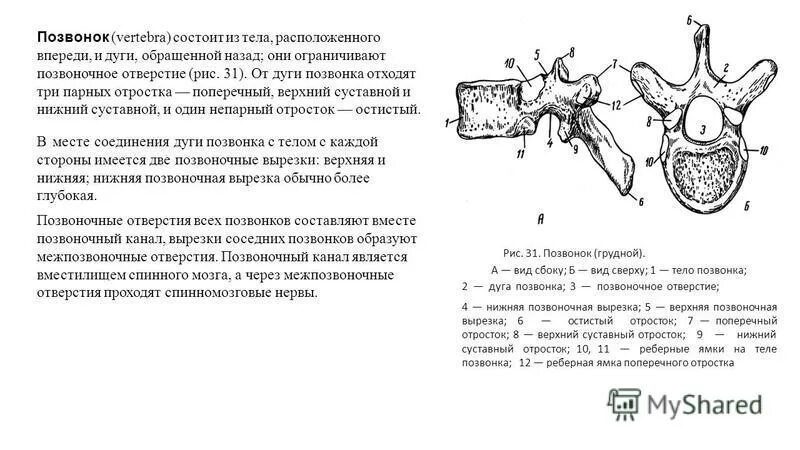 верхние дуги позвонков. верхние дуги позвонков. отверстие поперечного отростка имеется у позвонков. дуга позвоночника позвонков. строение позвонка отростки.
