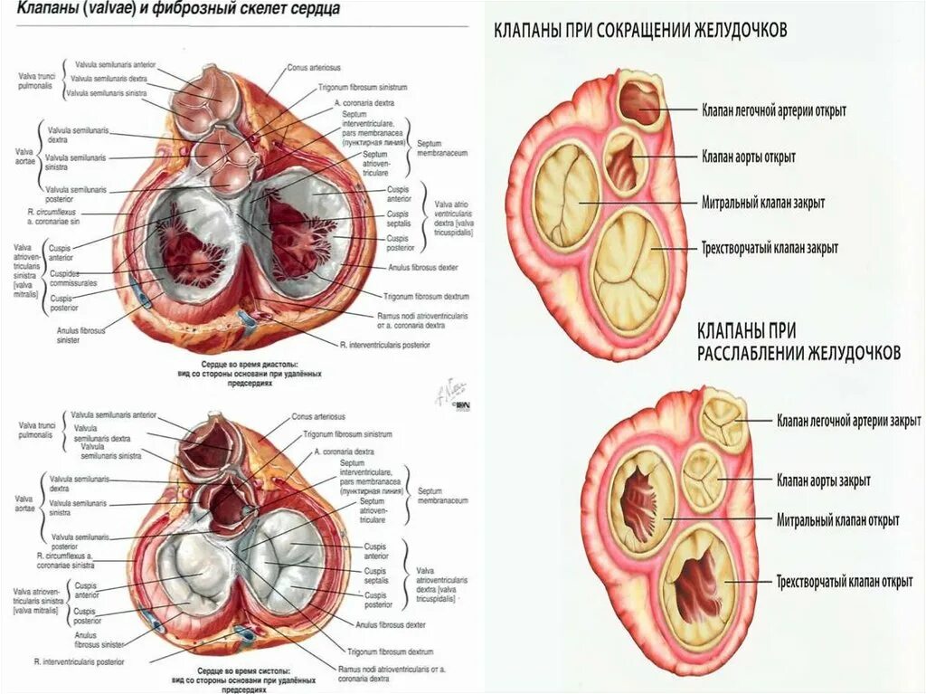 Сердце снизу. Строение клапанов сердца анатомия. Строение клапанов сердца фиброзное кольцо. Сердце строение скелета. Строение клапанов сердца латынь.