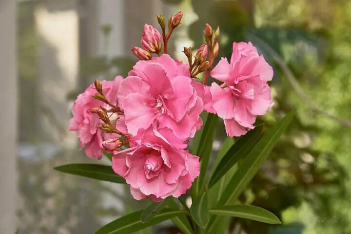 Олеандр цветет фото Beautiful Pink Flowering Oleander Nerium Oleander in Full Bloom Stock Image Im