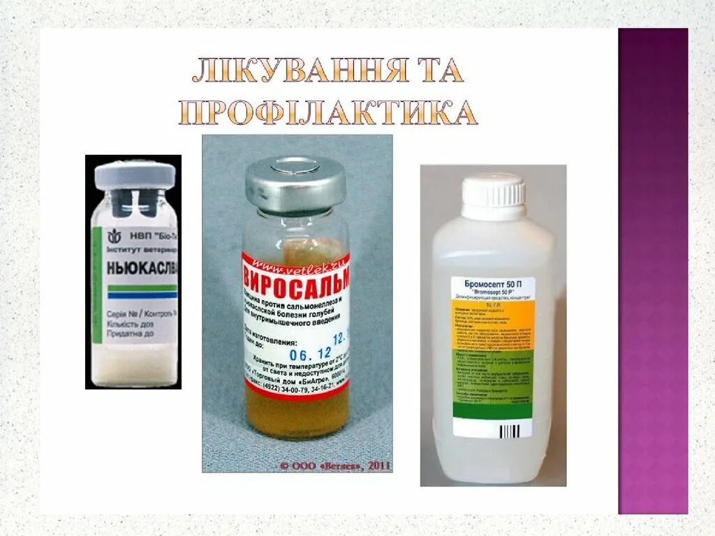 Против ньюкаслской болезни. Возбудитель болезни Ньюкасла птиц. Ньюкаслская болезнь птиц. Профилактика ньюкаслской болезни птиц.