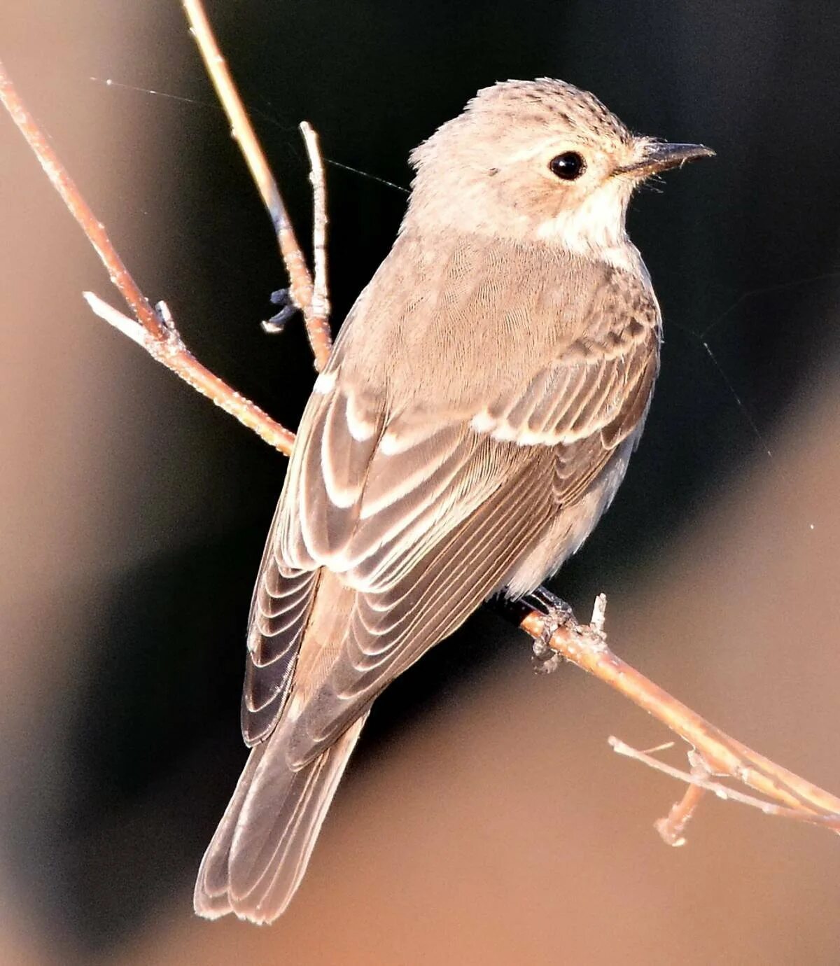 Как зовут серая птица. Мухоловка серая – Muscicapa striata (Pallas, 1764). Серая мухоловка (Muscicapa striata). Малая мухоловка птица. Серая мухоловка juvenile.