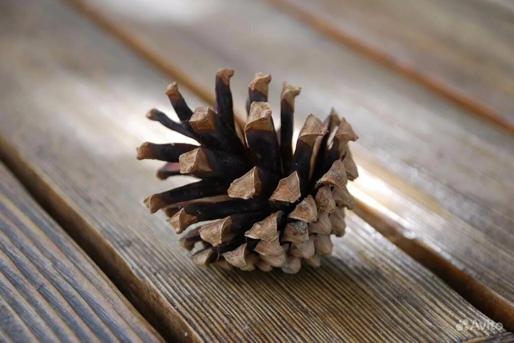 #sera ольховые шишки аlder cones 50 шт. волшебная шишка. я люблю шишку. еловая шишка. молодые сосновые шишки.