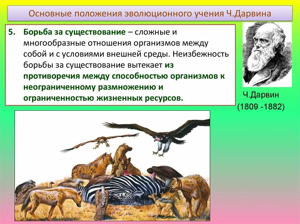 Что лежит в основе эволюционных изменений. Основные положения теории эволюции. Борьба за существование в эволюции. Основные положения эволюционного учения.