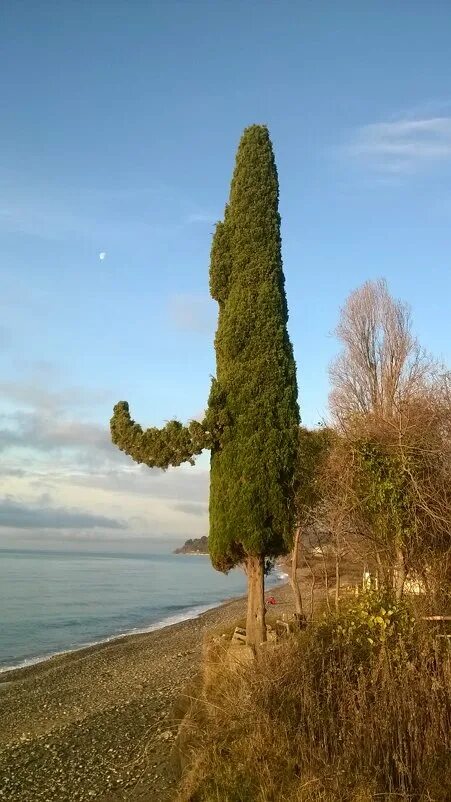 Кипарис вечнозеленый пирамидальный сочи. Кипарис вечнозеленый крона. Cupressus sempervirens pyramidalis. Кипарисы в италии. Кипарис вечнозеленый (cupressus sempervirens).