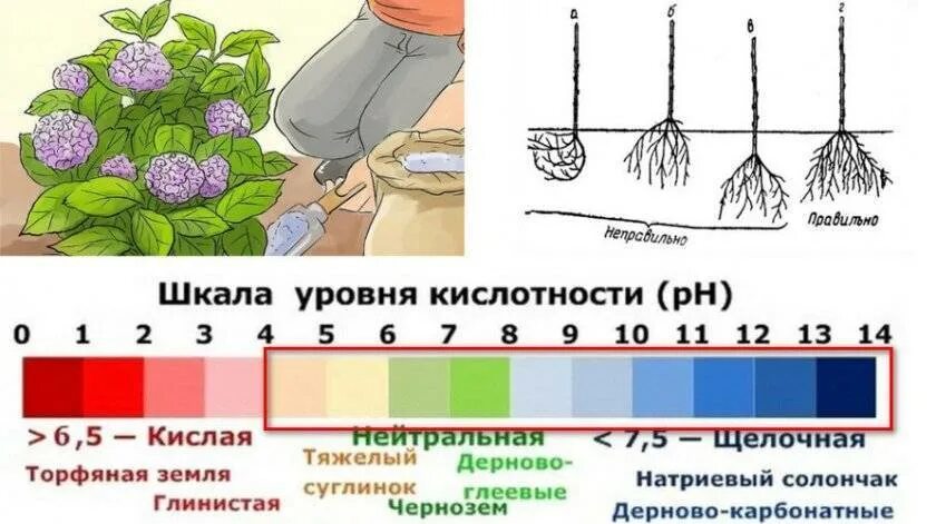 Когда сажать гортензию в грунт весной. PH почвы для метельчатой гортензии. Схема посадки гортензии крупнолистной. Грунт для гортензий кислотность. Кислотность почвы для гортензии метельчатой.