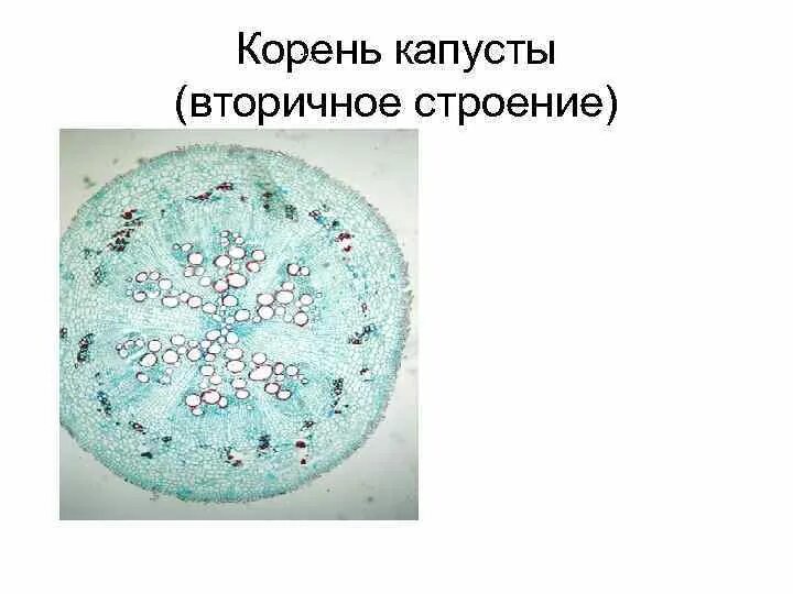 Первичное и вторичное строение корня. Первичное и вторичное анатомическое строение корня. вторичное строение корня. вторичное анатомическое строение корня. вторичная структура корня.