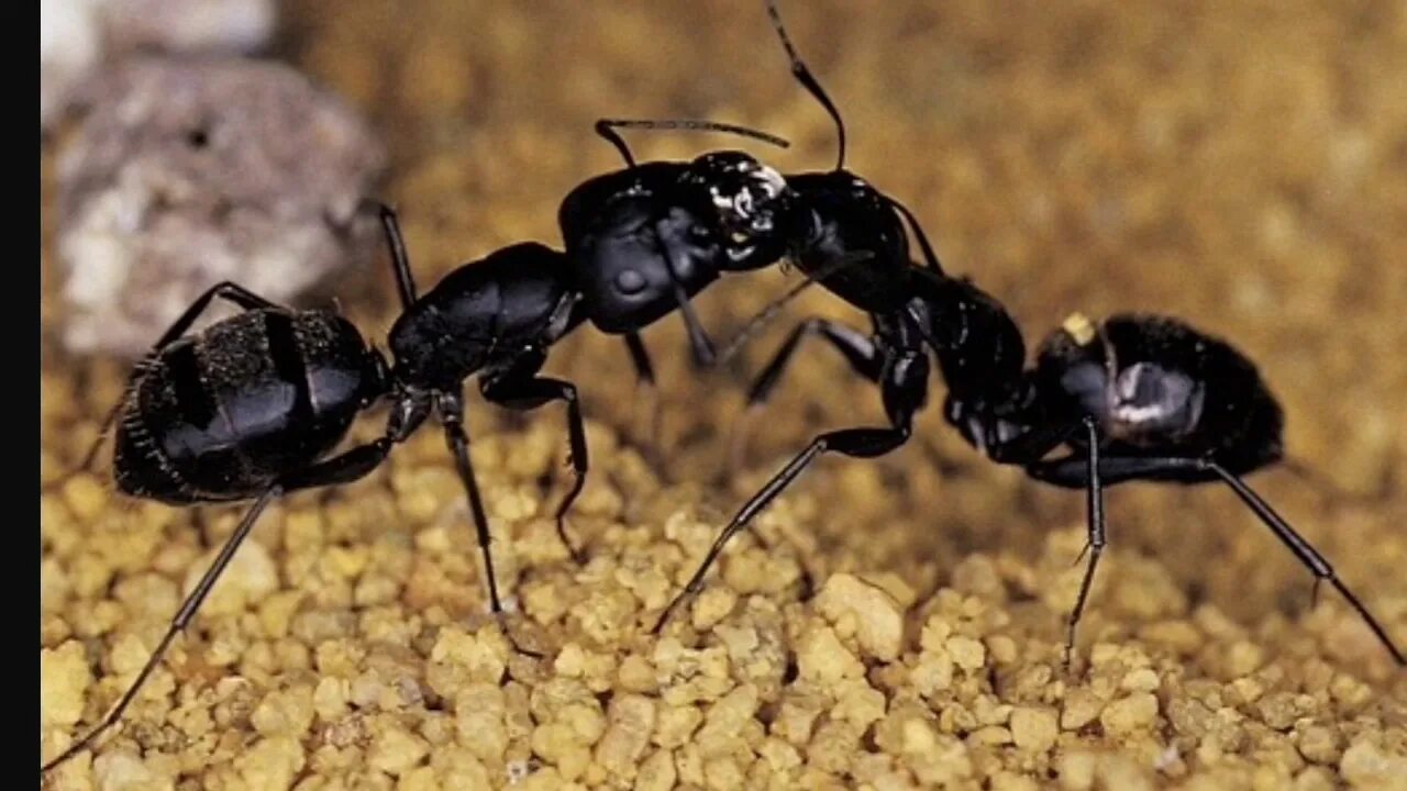 Скорость муравья м мин. Скорость муравья. Скоростные муравьи. Породы муравьёв. Ant-породы.