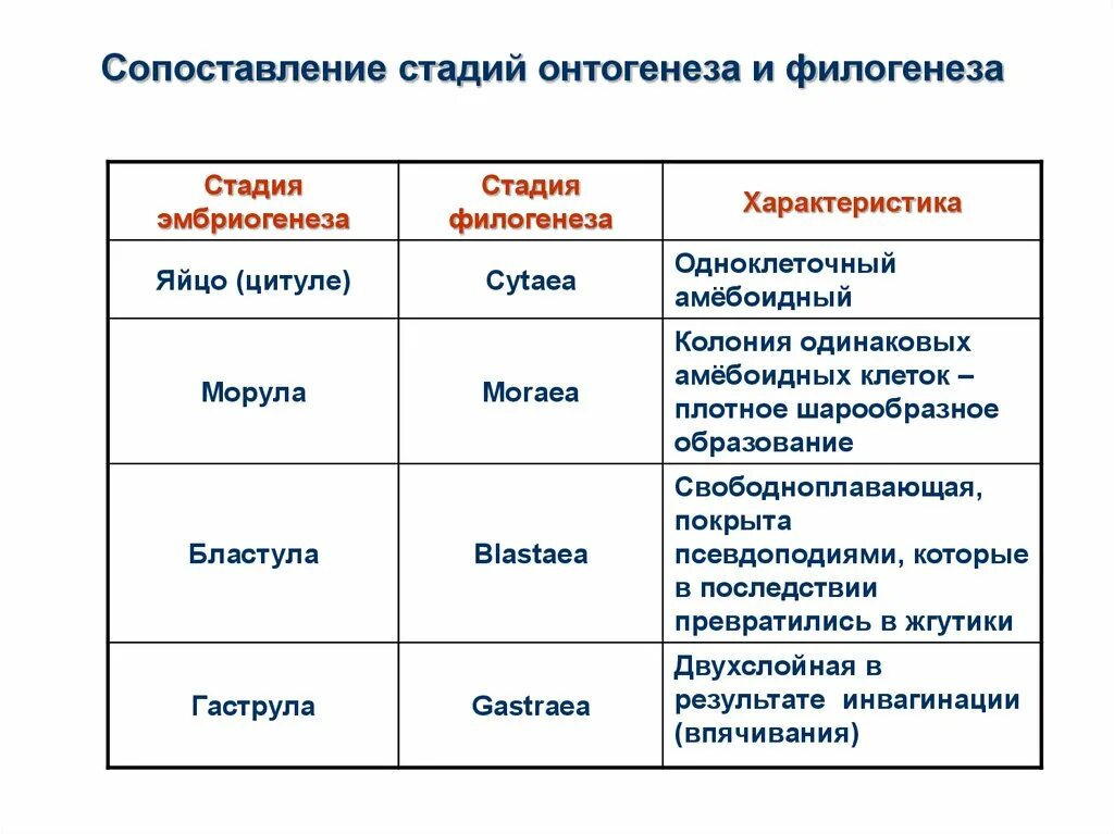 На каких стадиях развития онтогенеза и филогенеза. Этапы онтогенеза таблица. Характеристика стадий онтогенеза. Таблица этапы и особенности онтогенеза. Основные этапы онтогенеза человека таблица.