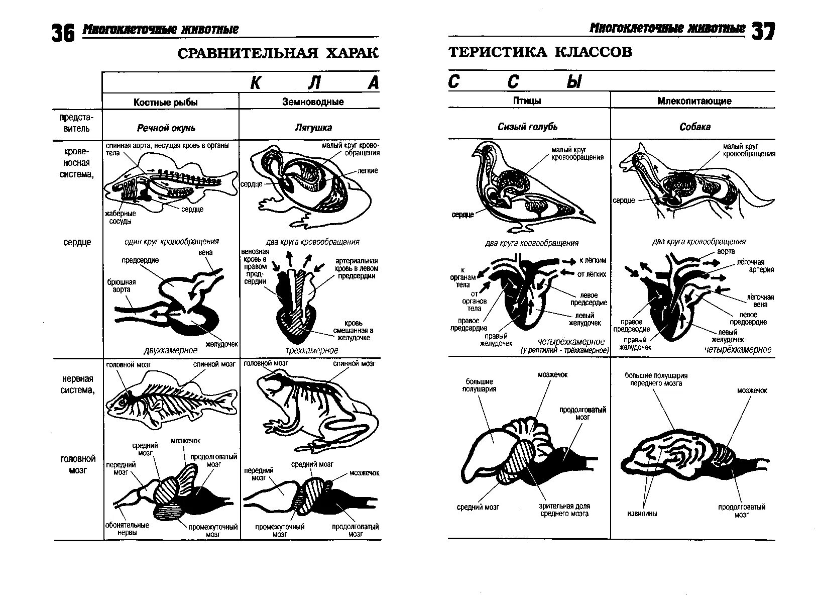 Биология характеристика класса животных. Сравнительная таблица рыб земноводных пресмыкающихся птиц. Таблица сравнение скелета костных рыб и земноводных. Таблица по зоологии ЕГЭ. Таблица сравнения амфибии ,птицы ,пресмыкающиеся.