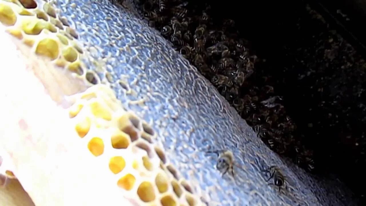 Сдвинул пчелиный заря. Мед в сотах на пасеке. Формирование гнезда пчел на зиму. Мёд перга пыльца прополис. Сдвинул пчелиный заря.