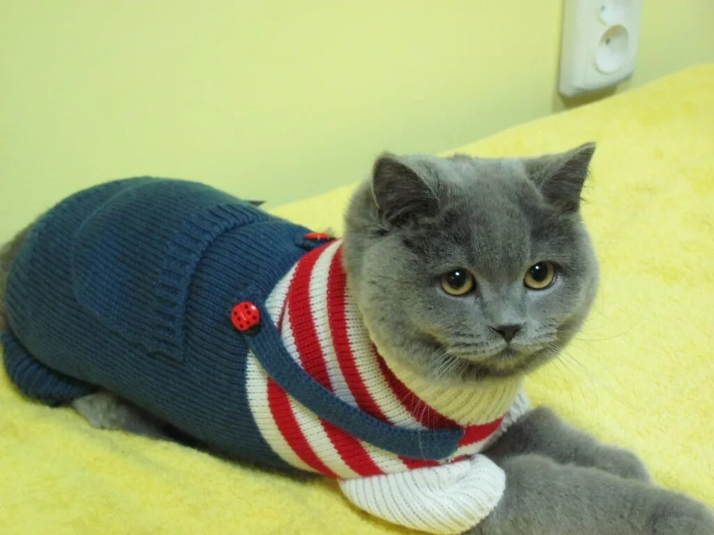 Кот в кофте. Одежда для котов. Свитер для котов. Вязаная одежда для кошек.