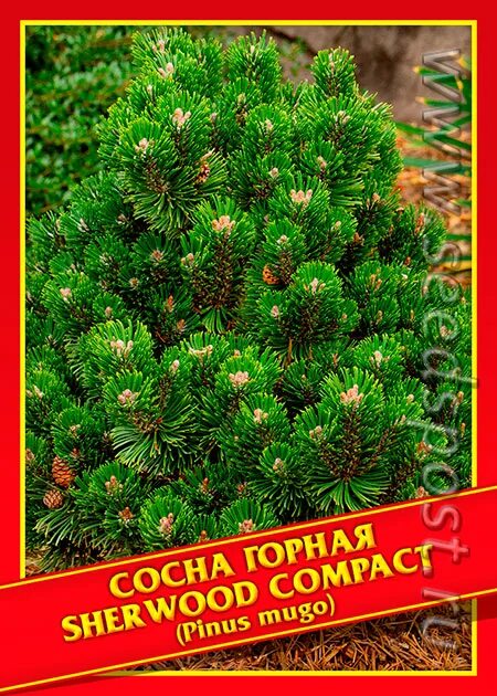 Шервуд компакт. Сосна Горная Шервуд. Сосна Горная Sherwood Compact. Сосна Шервуд компакт. Сосна Горная Sherwood Compact / pa 60*50-60.