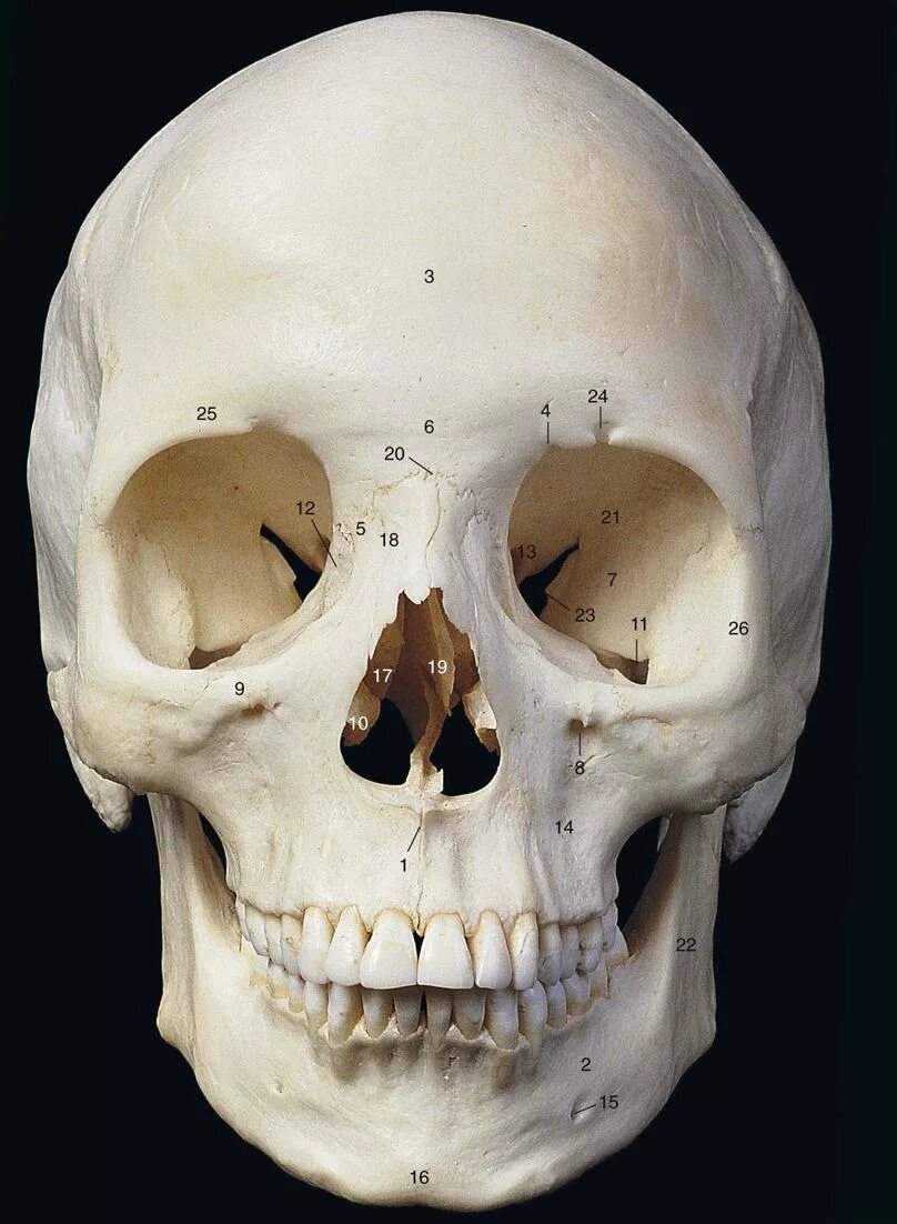 Большие лобные кости. Лобная кость черепа. Максилла прорабатывать кости черепа. Череп анатомия.