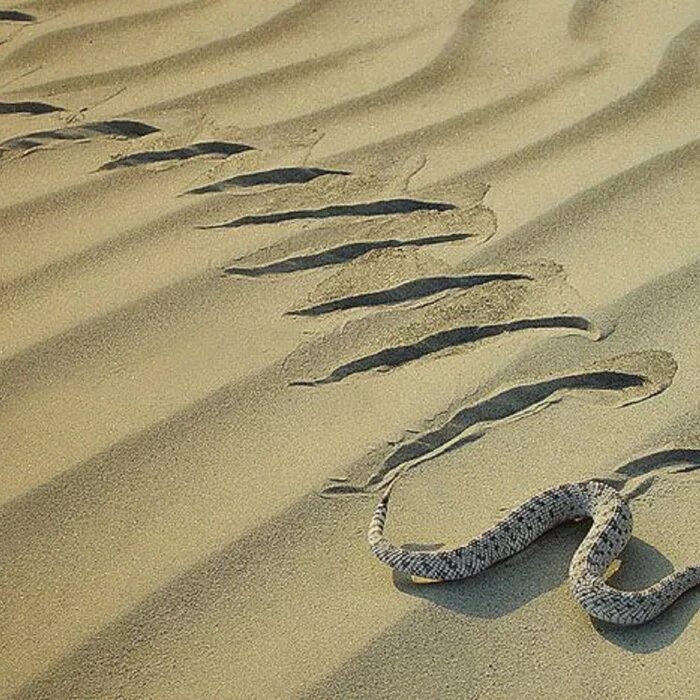 Змеи пустыни. Змеи в пустыне. Песчаная змея. Змея ползет.
