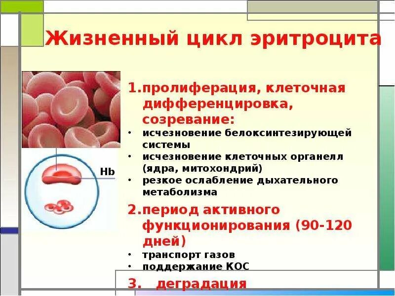 Длительность жизни эритроцитов. Цикл развития эритроцитов. цикл развития эритроцитов и лейкоцитов. цикл развития эритроцита человека. этапы созревания эритроцитов.
