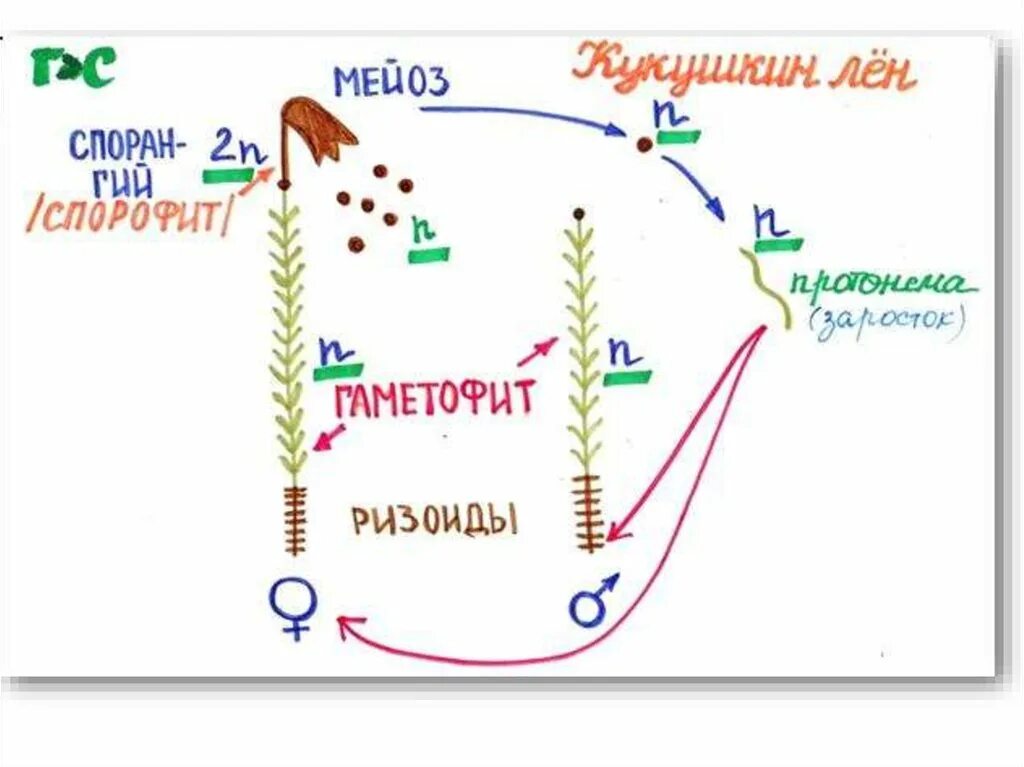 Сколько хромосом в клетках спорофита