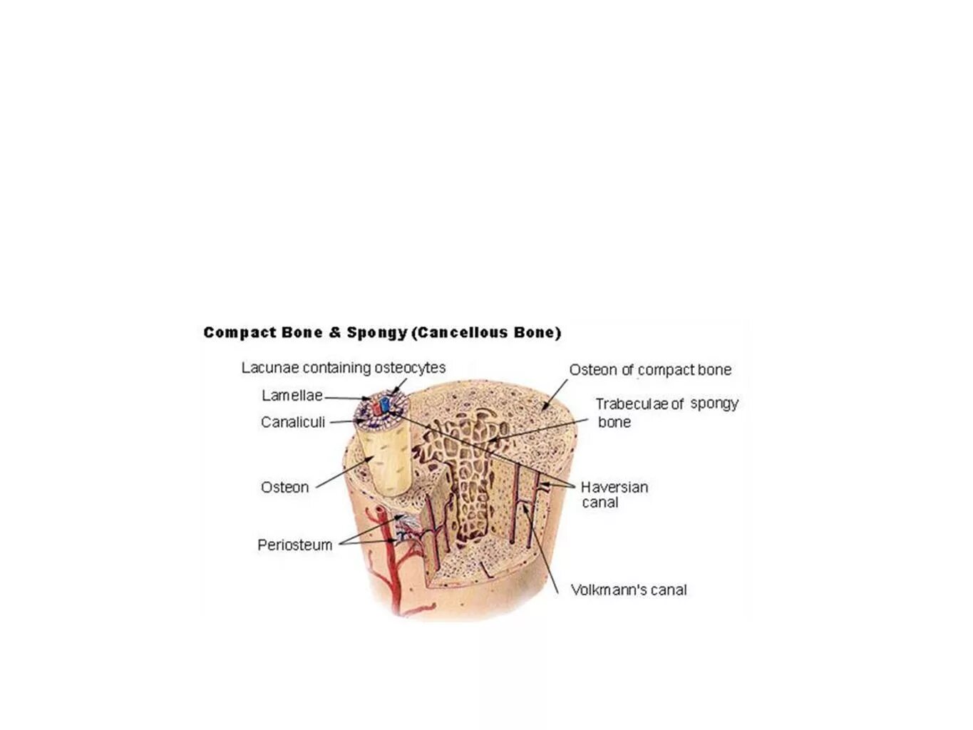 Губчатая кость строение рисунок. Губчатая костная ткань строение. Губчатая костная ткань рисунок. Строение губчатых костей.