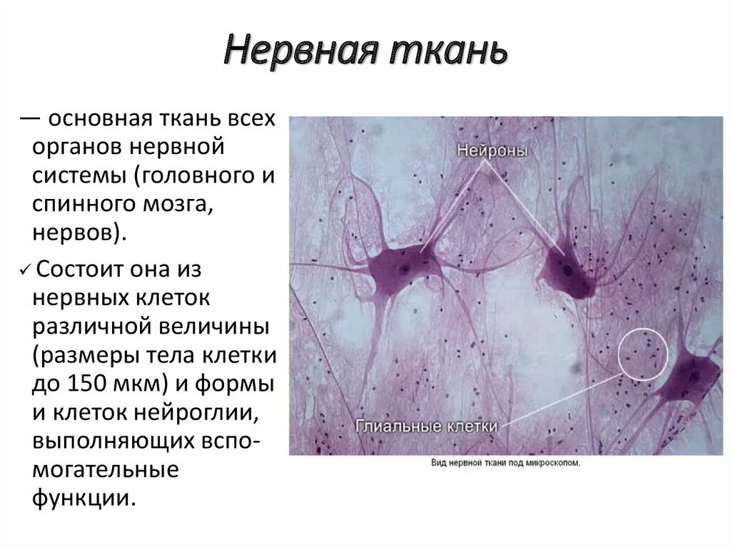 Вспомогательные нервные клетки. Нервная ткань гистология препараты. Нейроглия гистология препарат. Микропрепарат нервной ткани строение. Нервные клетки гистология препарат.