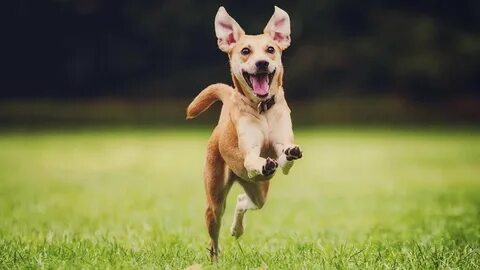 Dog is happy