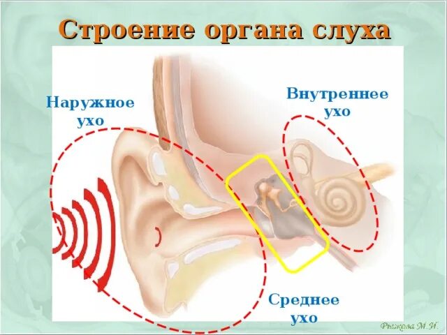 Гигиена органа слуха 8 класс. Гигиена органов слуха. Строение органов слуха и гигиена слуха. «Гигиена слуха» наружное ухо. Гигиена органов слуха биология 8 класс.