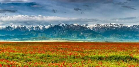 Табиғаттағы бөкселер фотосуреттері