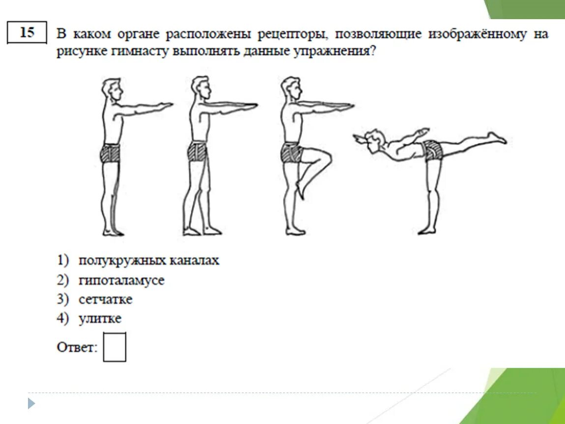 Где расположены рецепторы позволяющие выполнять данные упражнения