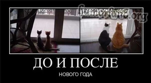 Прикольные картинки после новогодних праздников. Приколы после нового года. шутки про похудение после нового года. фигура после новогодних праздников приколы. приколы про похудение после нового года.