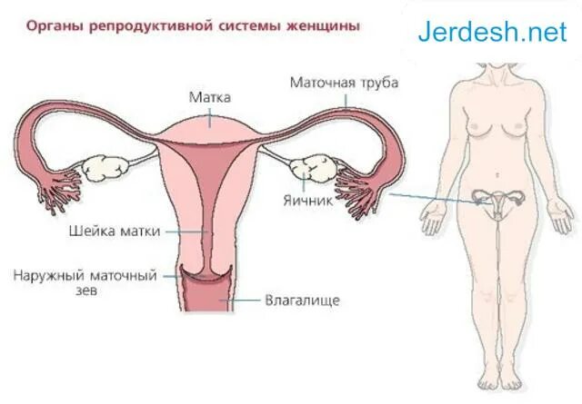 Где находится матка у девушки. Матка и яичники расположение анатомия. расположение матки и маточных труб у женщин. женские матка яичники органы.
