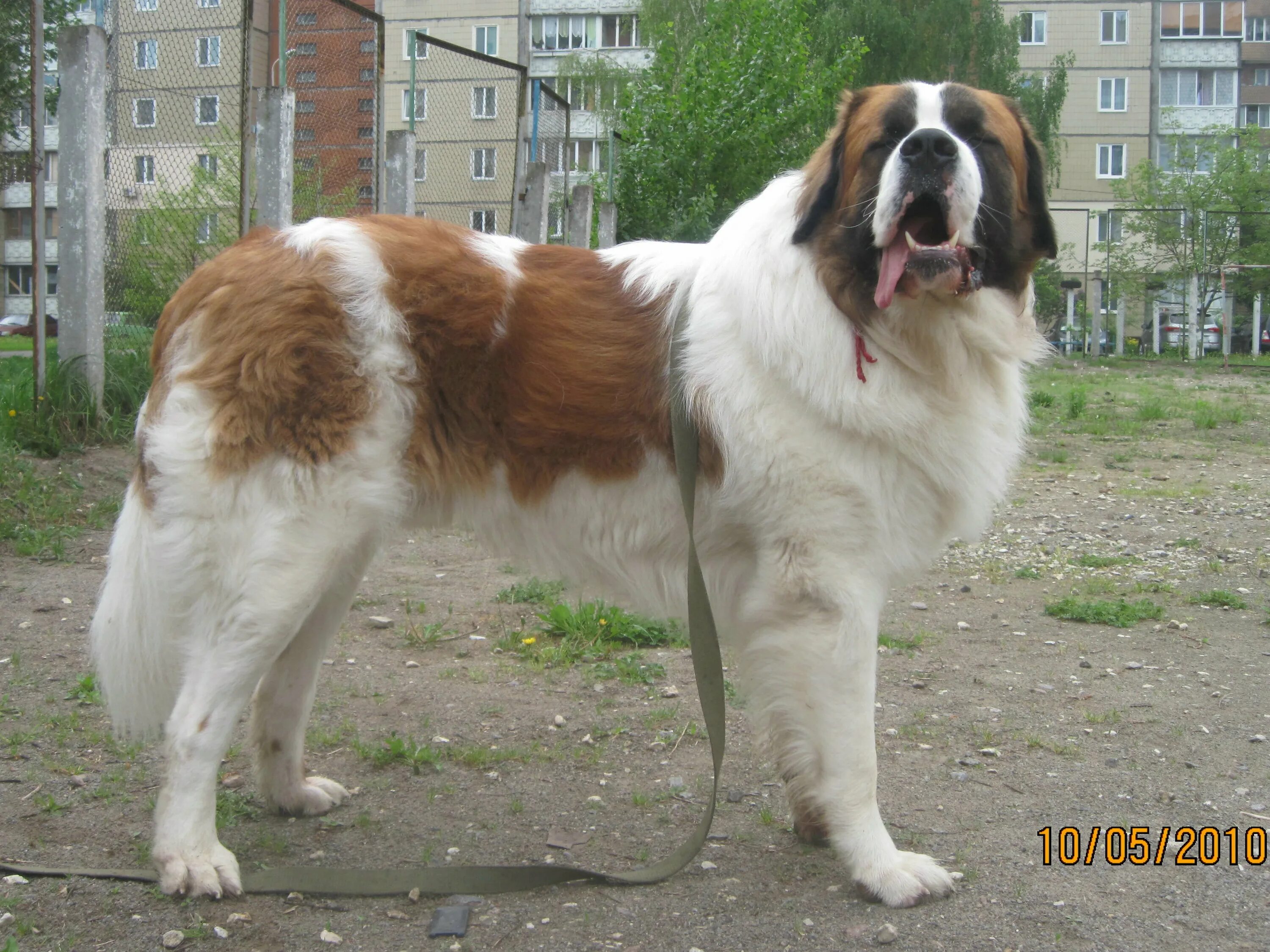 порода московская сторожевая. московская сторож. московская овчарка. собаки породы московская сторожевая. собаки породы московская сторожевая.