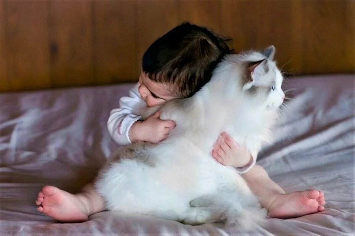 Породы кошек которые любят детей