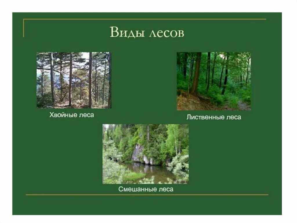 Виды лесов. Какие виды лесов бывают. Лес типы лесов. Виды лесов в России. Какие есть группы лесов
