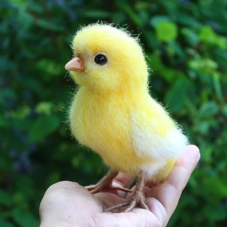 Маленькие цыпы. Цыпленок. Желтый цыпленок. Красивые цыплята. Цыльонок.