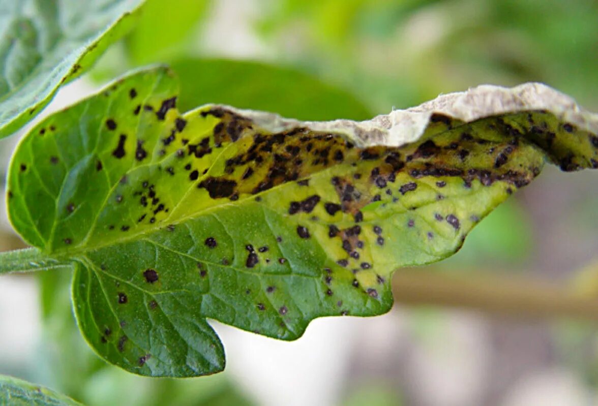 Plant disease. Септориоз (белая пятнистость). Септориоз (белая пятнистость) томатов. Септориоз петунии. Мозаичная пятнистость томатов.